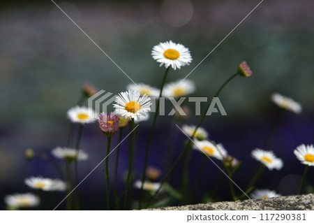 鳥取、四季漫步、鯉魚旗河、瀨戶川 117290381