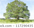 Image of a large tree standing in a grassland 117290435
