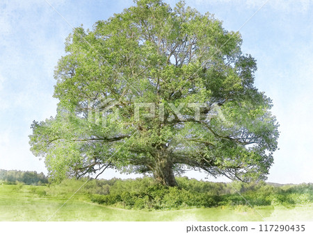 Image of a large tree standing in a grassland 117290435