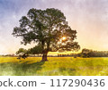 Image of a large tree standing in a grassland at sunset 117290436