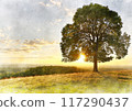 Image of a large tree standing in a grassland at sunset 117290437