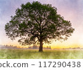 Image of a large tree standing in a grassland at sunset 117290438