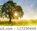 Image of a large tree standing in a grassland at sunrise 117290440