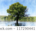 Image of a large tree by the water 117290441