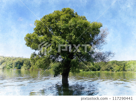 Image of a large tree by the water Image of a large tree by the water 117290441