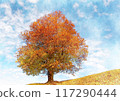 Image of a large tree in a grassland with autumn leaves 117290444