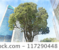 Image of the city center and a large tree 117290448