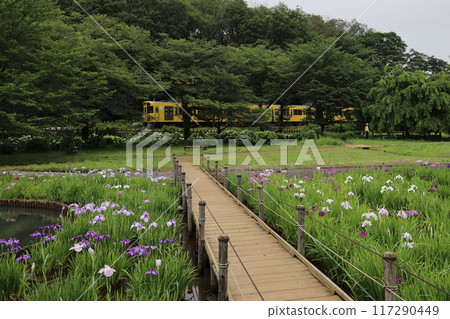 A train passes behind the irises and hydrangeas. A train passes behind the irises and hydrangeas. 117290449