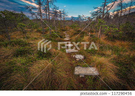Footpath made of wooden planks over the swamp, Mohos bog 117290456