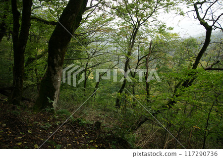 Tottori four seasons walk autumn Amedaki Tottori four seasons walk autumn Amedaki 117290736