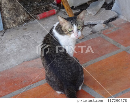 [Cambodia] A brown-and-white cat looking at you (Siem Reap) 117290878