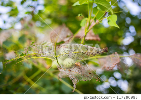 Close-up of a green walnut in a tree, encased in a delicate, lace-like structure of decayed leaves. Close-up of a green walnut in a tree, encased in a delicate, lace-like structure of decayed leaves. 117290983