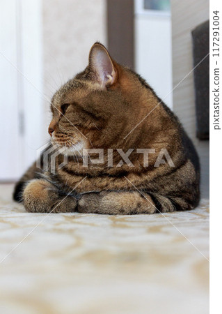 The mysterious look of a Scottish cat 117291004