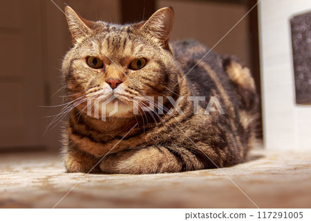 The mysterious look of a Scottish cat 117291005