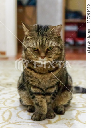 The mysterious look of a Scottish cat 117291010