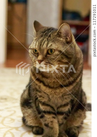 The mysterious look of a Scottish cat The mysterious look of a Scottish cat 117291011
