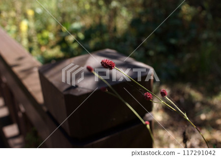 Walking the Four Seasons Fall Tashima Kogen Plantation Garden Walking the Four Seasons Fall Tashima Kogen Plantation Garden 117291042