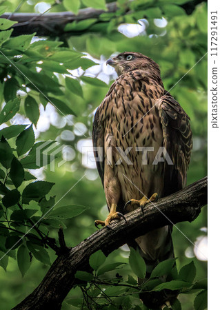 Otaka young bird 117291491