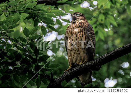 Otaka young bird 117291492