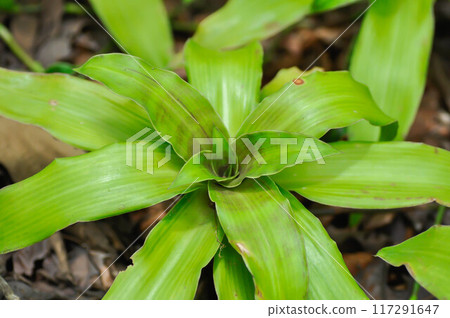 Basket Plant, Chain Plant or Inch Plant or Callisia fragrans or Commelinaceae 117291647
