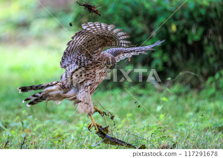 Otaka young bird Otaka young bird 117291678