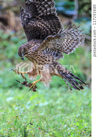 Otaka young bird Otaka young bird 117291680