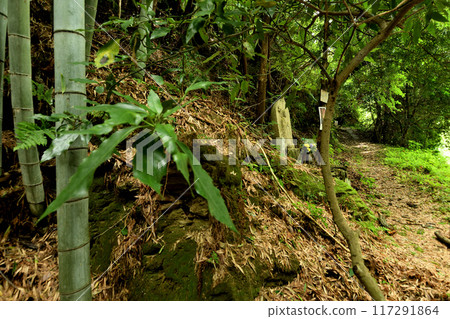 Kumano Kodo (Fujishirozaka) [Kainan City, Wakayama Prefecture] 117291864