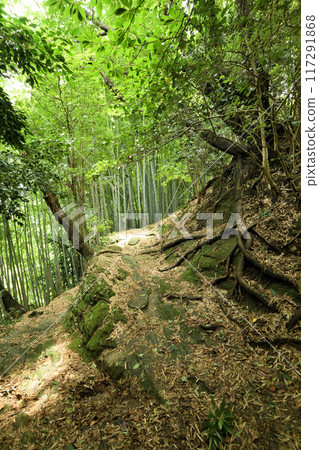 Kumano Kodo (Fujishirozaka) [Kainan City, Wakayama Prefecture] 117291868