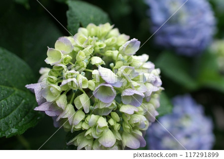 Tottori Seasonal Walks Summer Hydrangea Flowers Tottori Seasonal Walks Summer Hydrangea Flowers 117291899