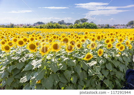 Kiyose Sunflower Festival 117291944