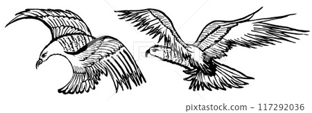 鷹鷹手寫畫筆插圖 鷹鷹手寫畫筆插圖 117292036