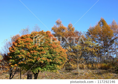 Autumn leaves at Dekodaira 117292146