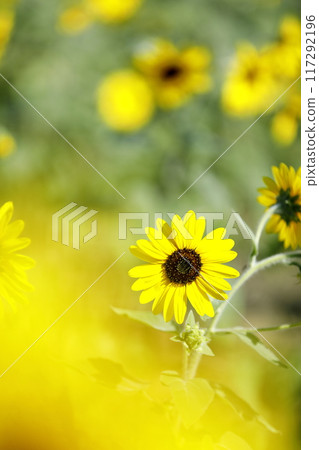 sunflower sunflower 117292196