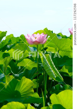 奈良藤原京遺址的蓮花 奈良藤原京遺址的蓮花 117292598