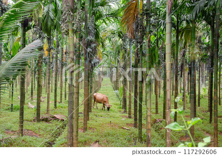 Areca nut plantation Areca nut plantation 117292606