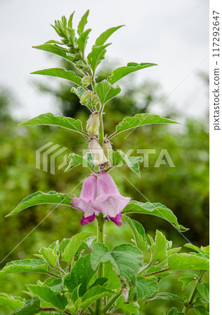 Sesamum indicum (Til) plant with flowers 117292647