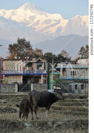 Nepal, Pokhara, Himalayas, Annapurna 2, buffalo 117292746