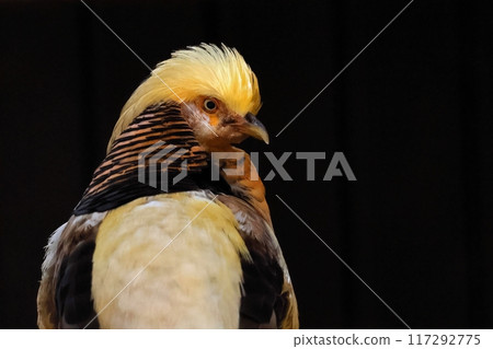 Portrait of a male golden-winged pheasant Portrait of a male golden-winged pheasant 117292775