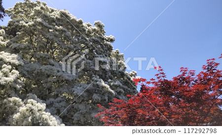 藍天、雪白、楓葉紅的結合 117292798