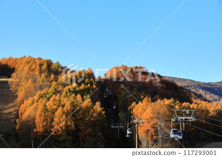 Autumn leaves at Dekodaira Autumn leaves at Dekodaira 117293001