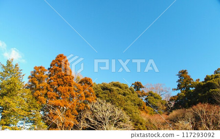 冬季灌木叢和藍藍的天空 冬季灌木叢和藍藍的天空 117293092