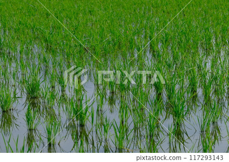 七月的稻田 七月的稻田 117293143