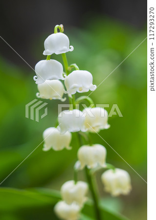 初夏代表北海道的白鈴蘭花 117293270
