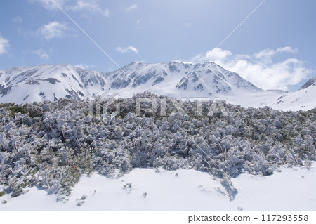 5月初的立山黑部阿爾卑斯山脈路線 - 立山室堂平的高大松樹和立山主峰的景色 117293558