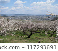 A view from the Nanbu Plum Grove, with plum blossoms blooming all over the place 117293691