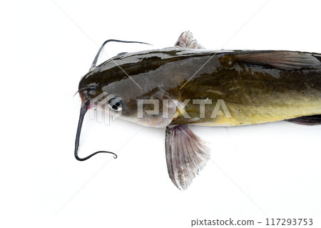 霞浦湖捕獲的美國鯰魚 117293753