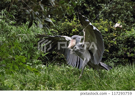 Shoebill that flaps its wings 117293759