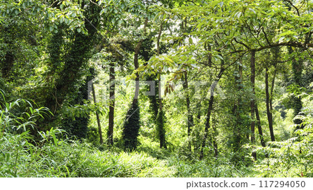 Koajiro Forest in Summer Koajiro Forest in Summer 117294050