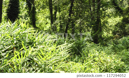 Koajiro Forest in Summer 117294052