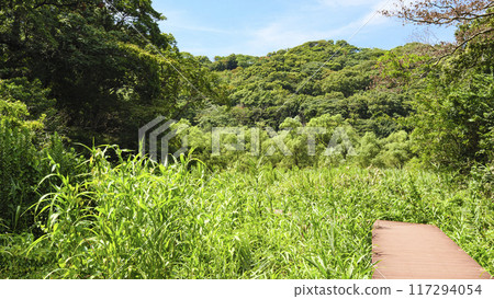 Koajiro Forest in Summer 117294054